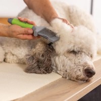 Двостороння пуходірка WAHL Flexible Slicker Brush Green 2999-7085